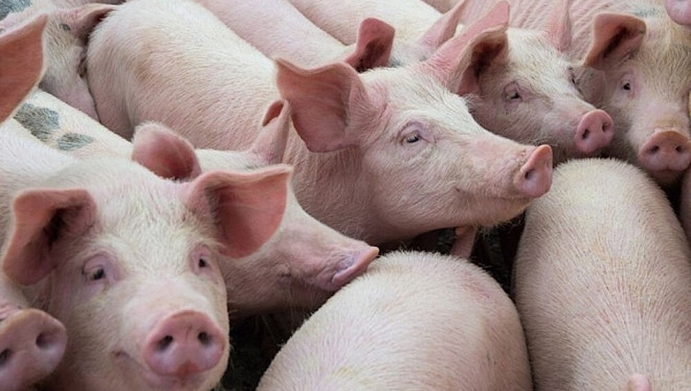 Giá lợn hơi đang trong xu hướng giảm