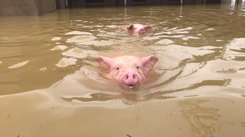 Miền Trung mất 50.000 con lợn do mưa bão, giá lợn hơi diễn biến tăng nhẹ 