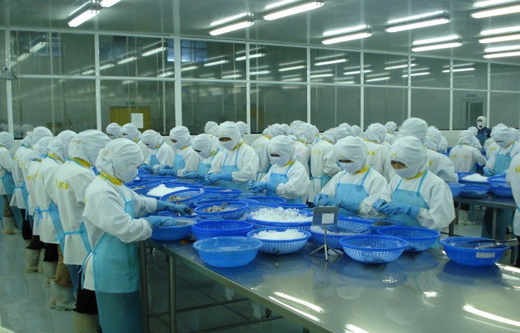 Khối CPTPP đang dẫn đầu thị trường tôm Việt Nam
