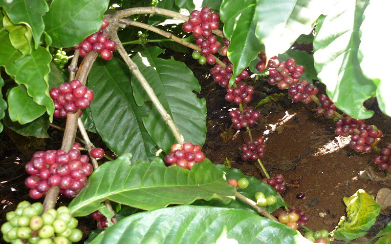Giá cà phê trong nước “rung lắc” theo biến động trên thế giới 