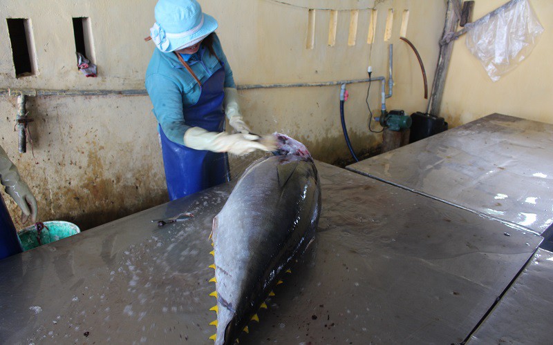 Nguồn cung nguyên liệu giảm, doanh nghiệp cá ngừ khó duy trì hoạt động